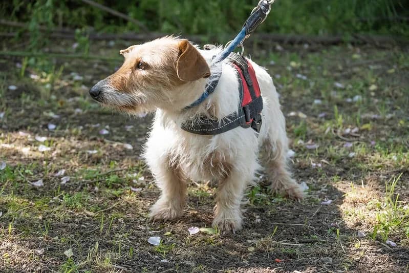 Vilma, female mixed breed for adoption at Hundehilfe Marika e.V.