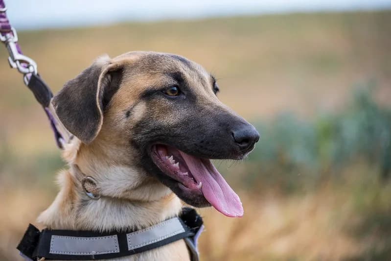 Zora, female young German Shepherd for adoption at Hundehilfe Marika e.V.
