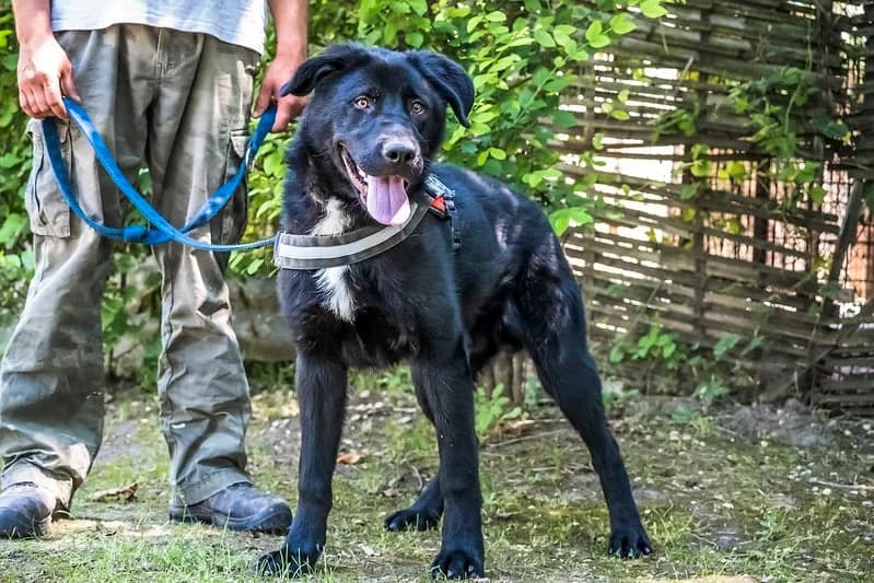 Zoran, male 3yo Labrador Retriever for adoption at Hundehilfe Marika e.V.