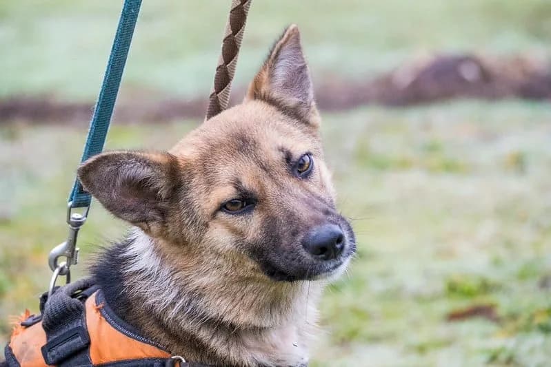 Zsalya, female young Mixed Breed for adoption at Hundehilfe Marika e.V.