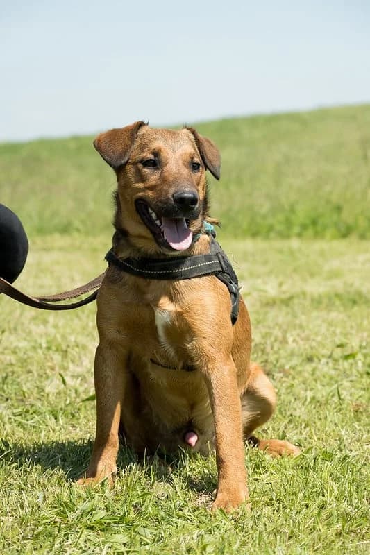 Zuzmo, male 3yo mixed breed for adoption at Hundehilfe Marika e.V.