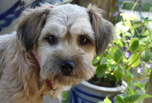 Betty, female young Mixed Breed for adoption at Hundehilfe Nahe-Saar e.V.