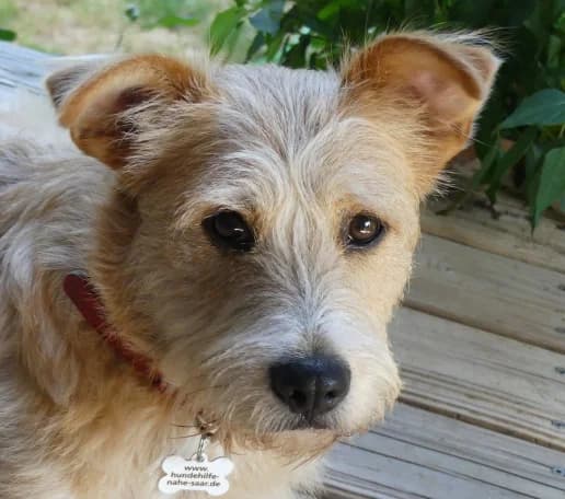 Kitti, female young Mixed Breed for adoption at Hundehilfe Nahe-Saar e.V.