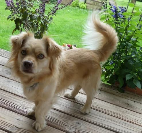 Lenny, male young mixed breed for adoption at Hundehilfe Nahe-Saar e.V.