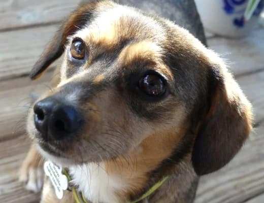 Melli, female 4yo Mixed Breed for adoption at Hundehilfe Nahe-Saar e.V.