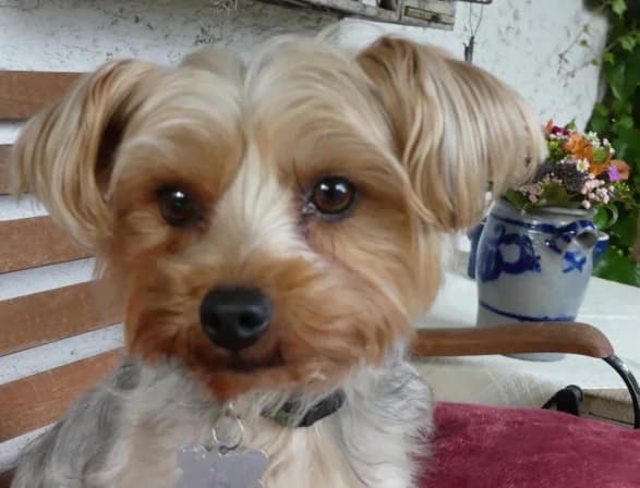 Piccolo, male young Mixed Breed for adoption at Hundehilfe Nahe-Saar e.V.