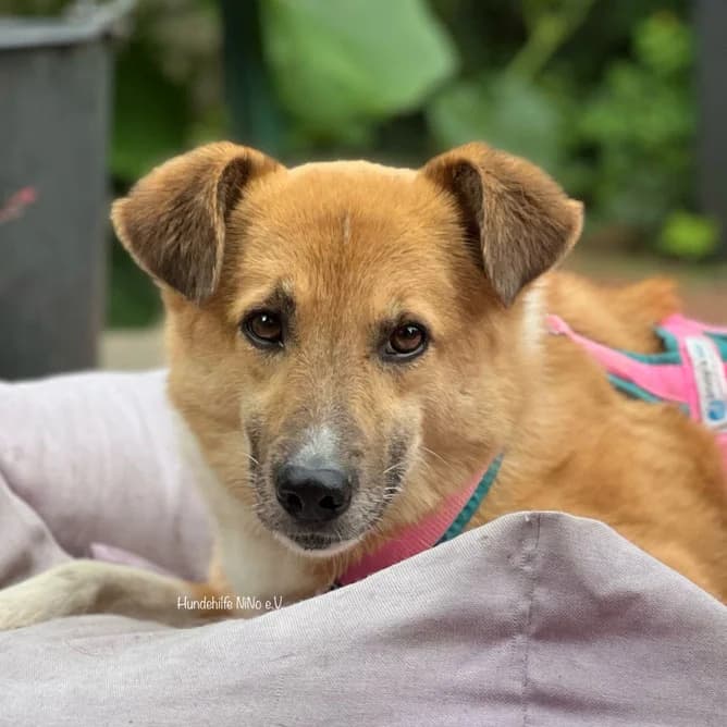 Nelli, female 6yo Mixed Breed for adoption at Hundehilfe NiNo e.V., Ibbenbüren