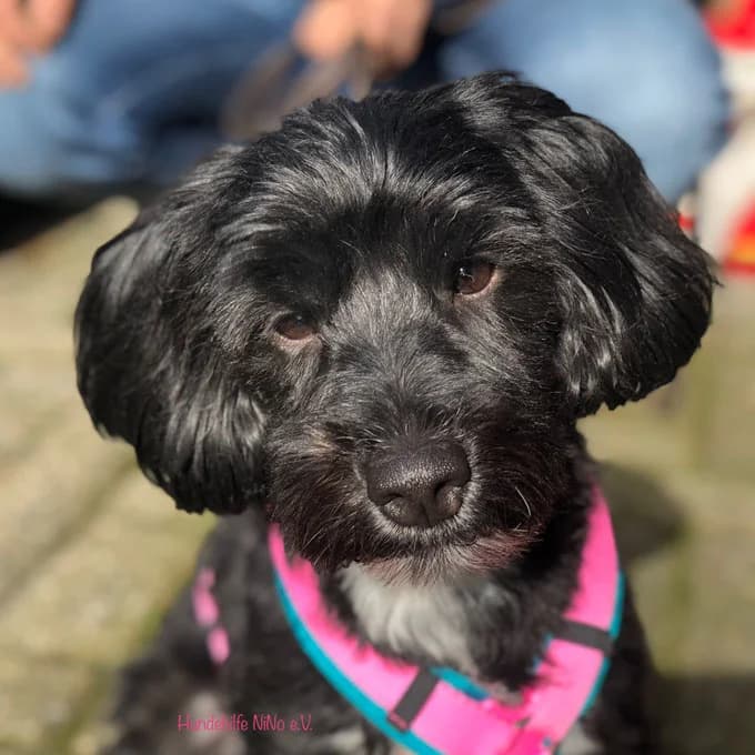 Romy, female senior Poodle for adoption at Hundehilfe NiNo e.V., Ibbenbüren