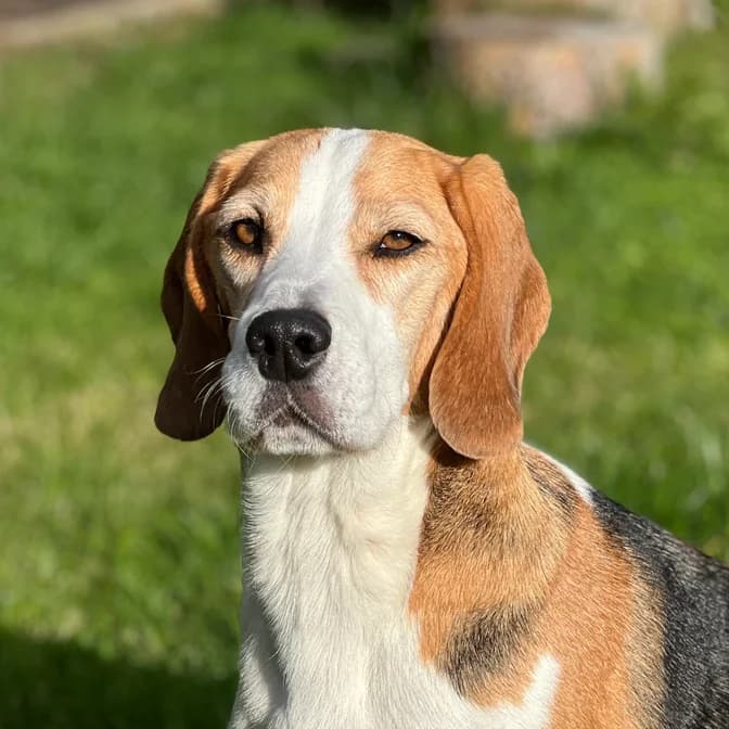 Watson, male 7yo Beagle for adoption at Hundehilfe NiNo e.V., Ibbenbüren
