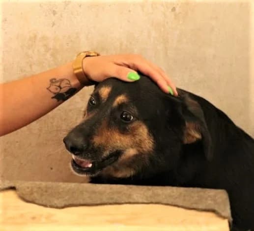 BOBO, male senior Mixed Breed for adoption at Hundehilfe Polen, Dierkshausen