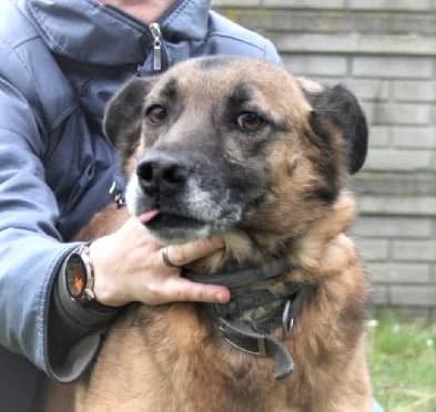 SZARIK, male senior Mixed Breed for adoption at Hundehilfe Polen, Dierkshausen