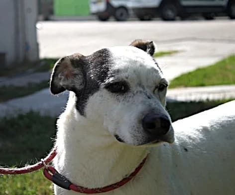 Unknown, male 5yo Mixed Breed for adoption at Hundehilfe Polen, Dierkshausen