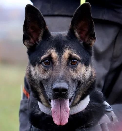 KOMANDOS, male 4yo Mixed Breed for adoption at Hundehilfe Polen, Dierkshausen