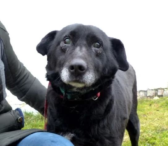 LAZUR, male senior Mixed Breed for adoption at Hundehilfe Polen, Dierkshausen