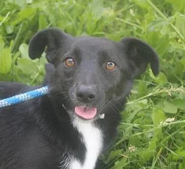 Unknown, female 3yo Mixed Breed for adoption at Hundehilfe Polen, Dierkshausen