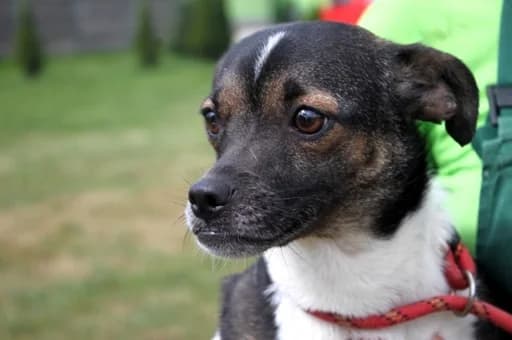 Unknown, female puppy Mixed Breed for adoption at Hundehilfe Polen, Dierkshausen