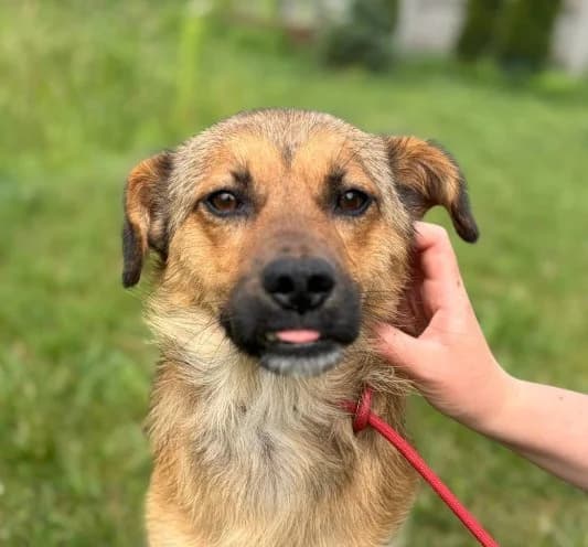 Unknown, male puppy Mixed Breed for adoption at Hundehilfe Polen, Dierkshausen