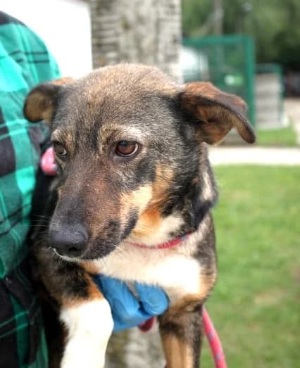 Unknown, male 3yo Mixed Breed for adoption at Hundehilfe Polen, Dierkshausen