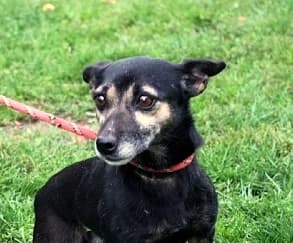 Unknown, female puppy Mixed Breed for adoption at Hundehilfe Polen, Dierkshausen