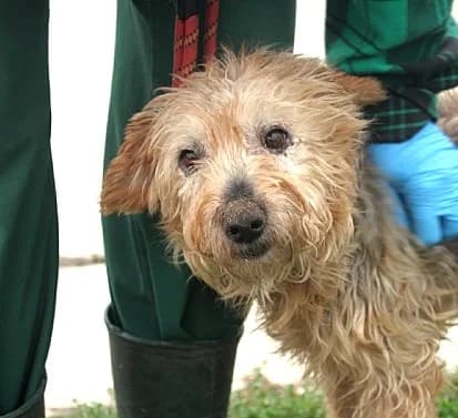 Unknown, male puppy Mixed Breed for adoption at Hundehilfe Polen, Dierkshausen