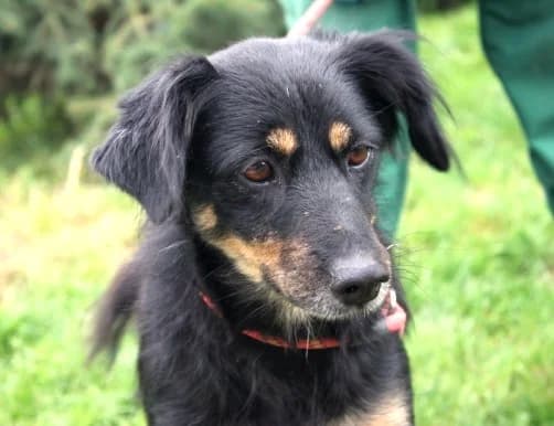Unknown, female puppy Mixed Breed for adoption at Hundehilfe Polen, Dierkshausen