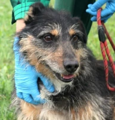 Unknown, male puppy Mixed Breed for adoption at Hundehilfe Polen, Dierkshausen