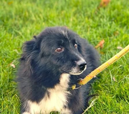 Unknown, weiß male 3yo Mixed Breed for adoption at Hundehilfe Polen, Dierkshausen