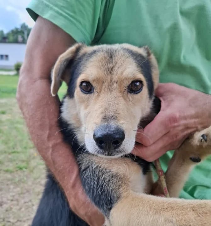 Unknown, male puppy Mixed Breed for adoption at Hundehilfe Polen, Dierkshausen