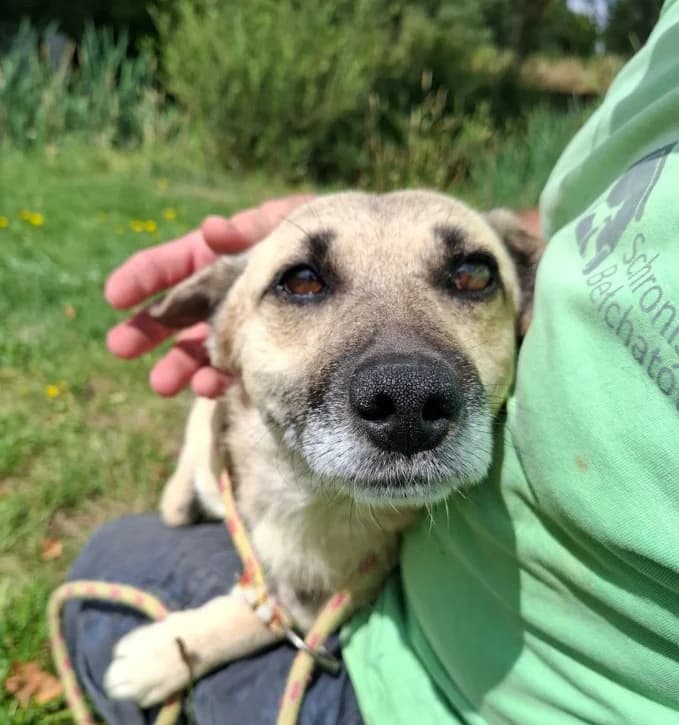 Unknown, male puppy Mixed Breed for adoption at Hundehilfe Polen, Dierkshausen