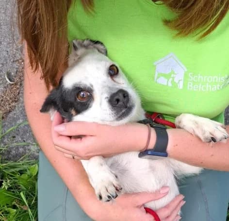 Unknown, female puppy Mixed Breed for adoption at Hundehilfe Polen, Dierkshausen
