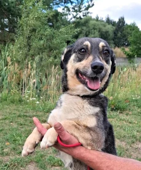 Unknown, female puppy Mixed Breed for adoption at Hundehilfe Polen, Dierkshausen