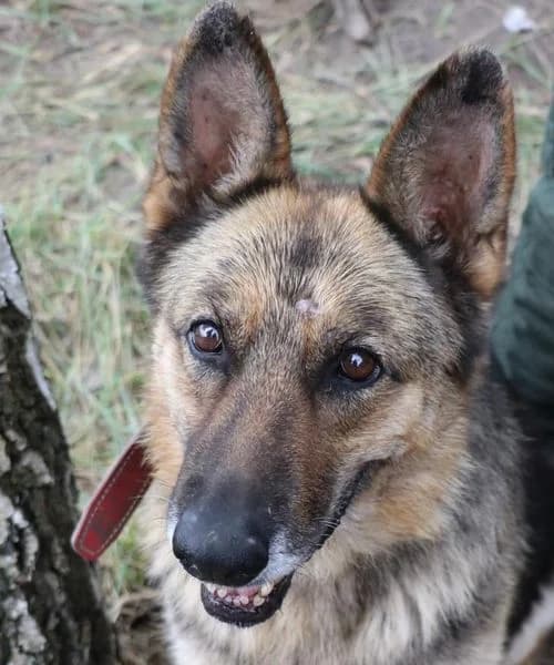 RITA, female senior Mixed Breed for adoption at Hundehilfe Polen, Dierkshausen