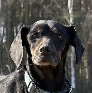 DIANA, female senior Mixed Breed for adoption at Hundehilfe Polen, Dierkshausen