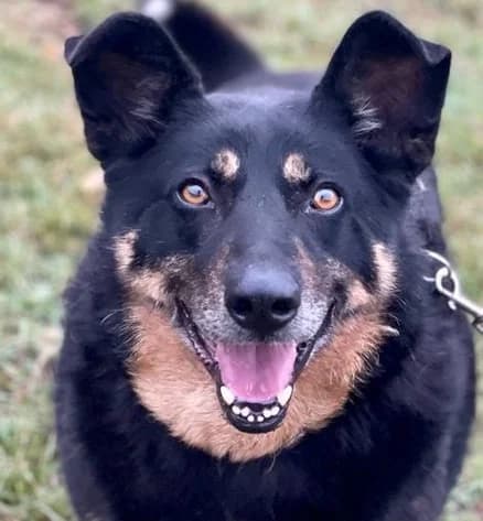 BURITO, grau male senior Mixed Breed for adoption at Hundehilfe Polen, Dierkshausen