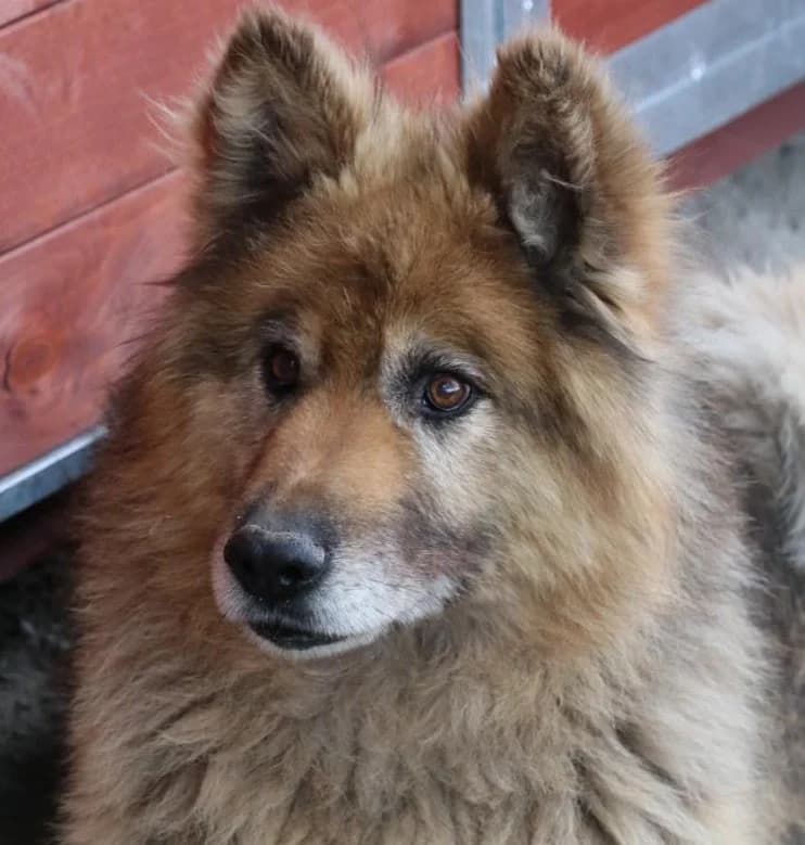 ASLAN, male senior Mixed Breed for adoption at Hundehilfe Polen, Dierkshausen