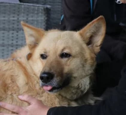 GUCIO, male 3yo Mixed Breed for adoption at Hundehilfe Polen, Dierkshausen