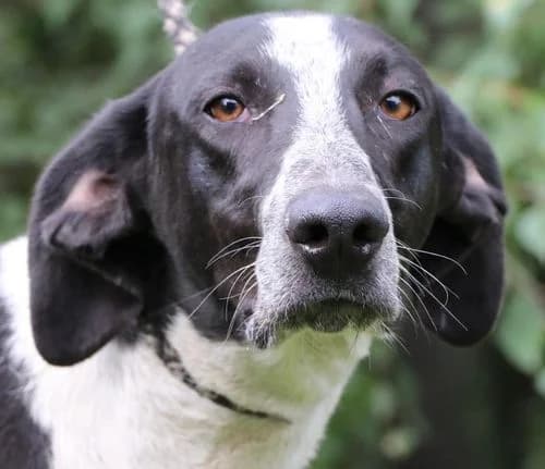 NUDEL, male young Mixed Breed for adoption at Hundehilfe Polen, Dierkshausen