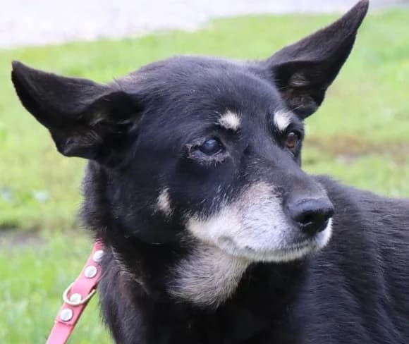 USZATA, female young Mixed Breed for adoption at Hundehilfe Polen, Dierkshausen