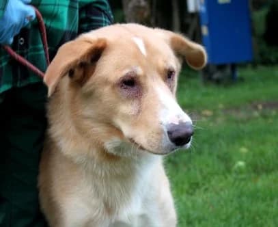 Unknown, weiß male puppy Mixed Breed for adoption at Hundehilfe Polen, Dierkshausen