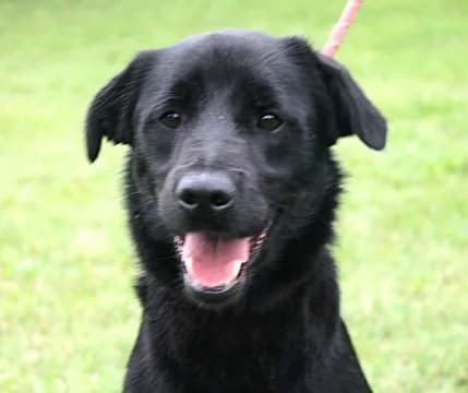 Unknown, male puppy Mixed Breed for adoption at Hundehilfe Polen, Dierkshausen