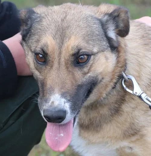 LILKA, female Mixed Breed for adoption at Hundehilfe Polen, Dierkshausen