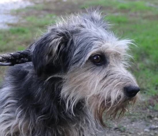 MILO, male puppy Mixed Breed for adoption at Hundehilfe Polen, Dierkshausen