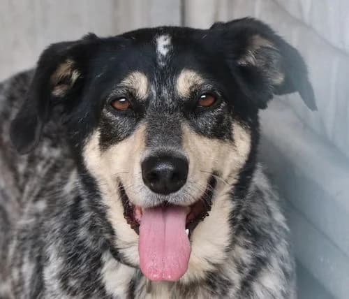PAŃCIA, female Mixed Breed for adoption at Hundehilfe Polen, Dierkshausen