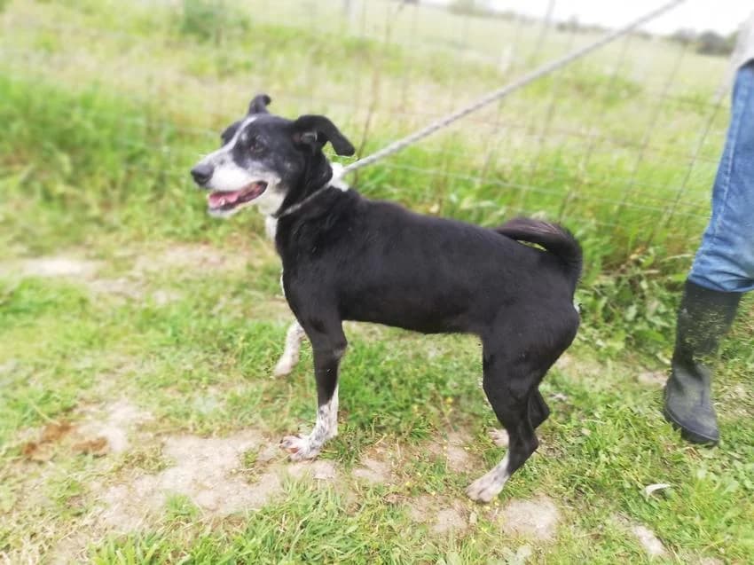 Agripina, schwarz female senior Mixed Breed for adoption at Hundehilfe Portugal, Speyer