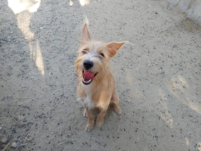 Andorinha, female Mixed Breed for adoption at Hundehilfe Portugal, Speyer