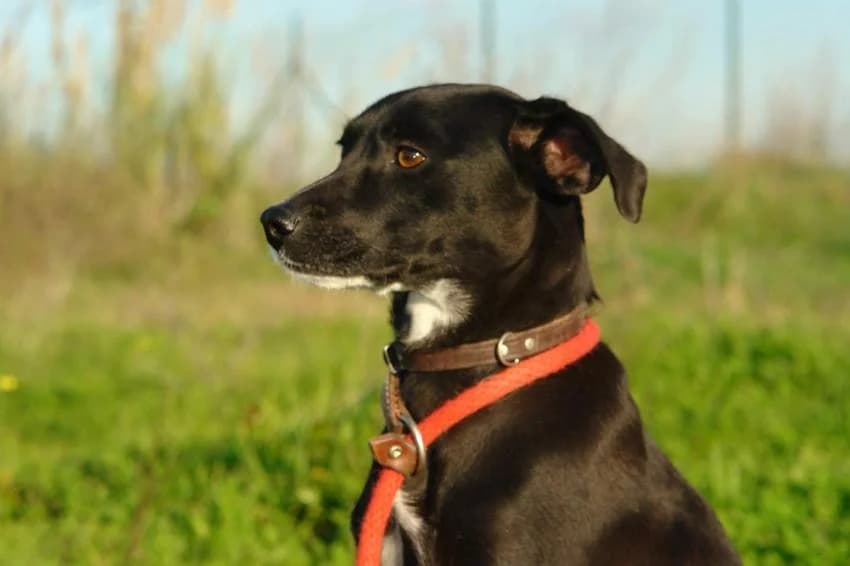 Arpa, female 3yo Mixed Breed for adoption at Hundehilfe Portugal, Speyer