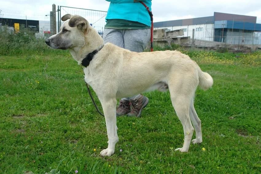 Banzai, male 3yo Mixed Breed for adoption at Hundehilfe Portugal, Speyer