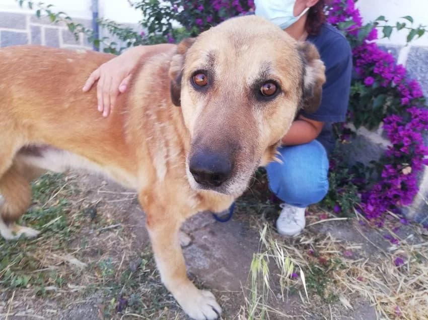 Bartolomeo, male 6yo Mixed Breed for adoption at Hundehilfe Portugal, Speyer