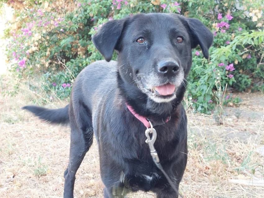 Bela, female senior Labrador Retriever for adoption at Hundehilfe Portugal, Speyer