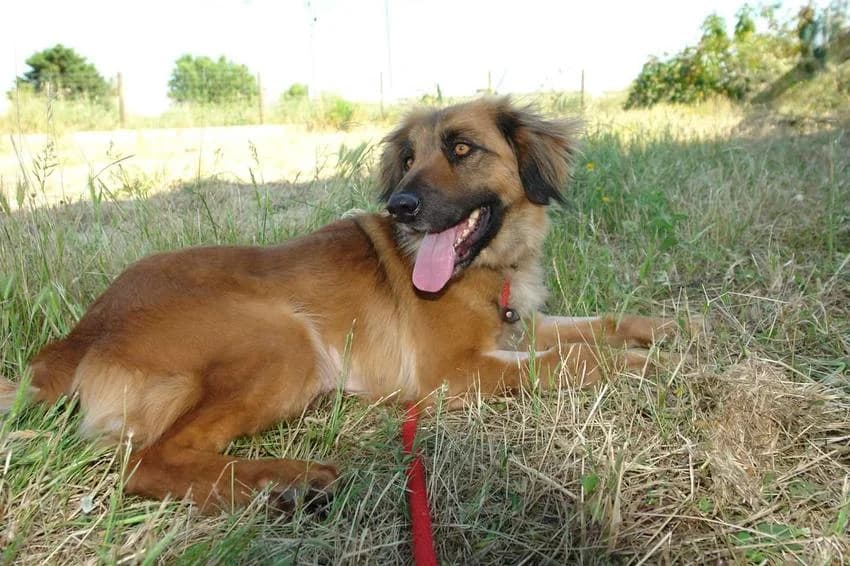 Belle, female young Mixed Breed for adoption at Hundehilfe Portugal, Speyer